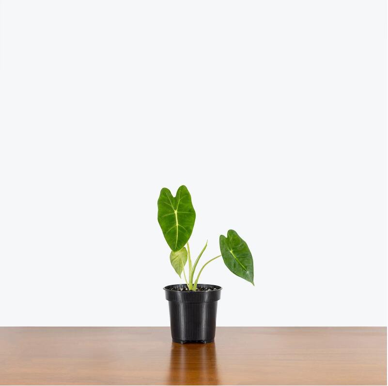 Alocasia Micholitziana Frydek