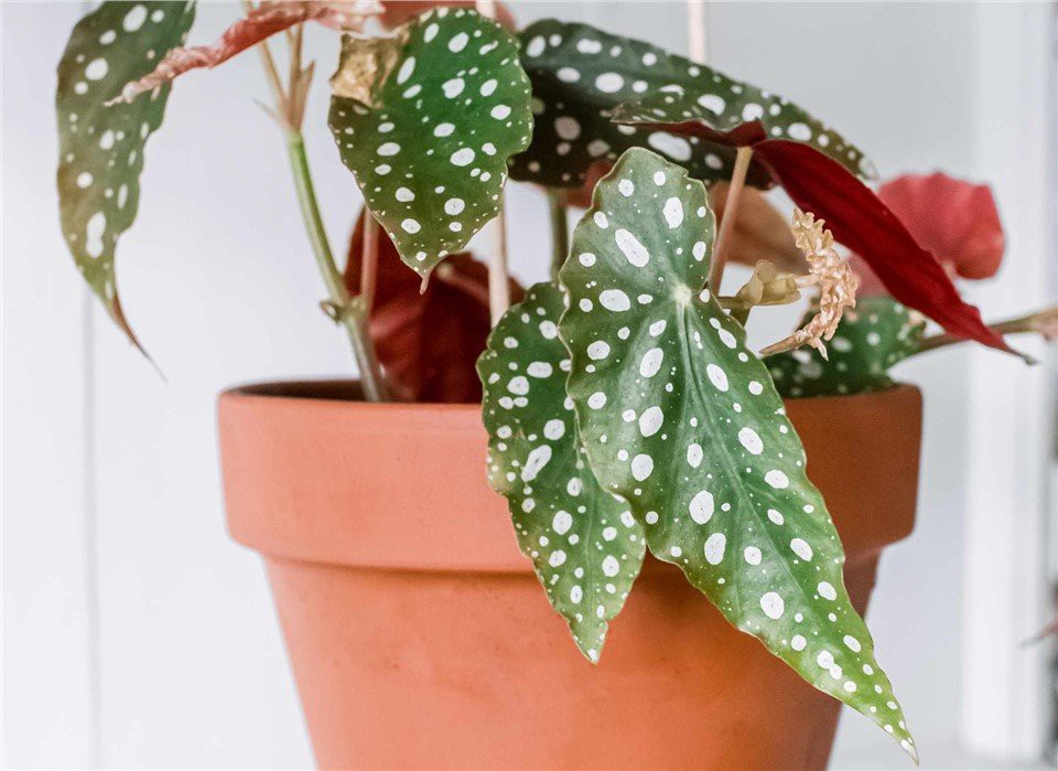 Cane Begonia