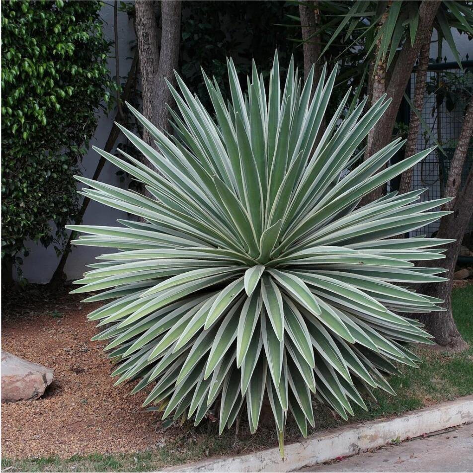 Caribbean Agave