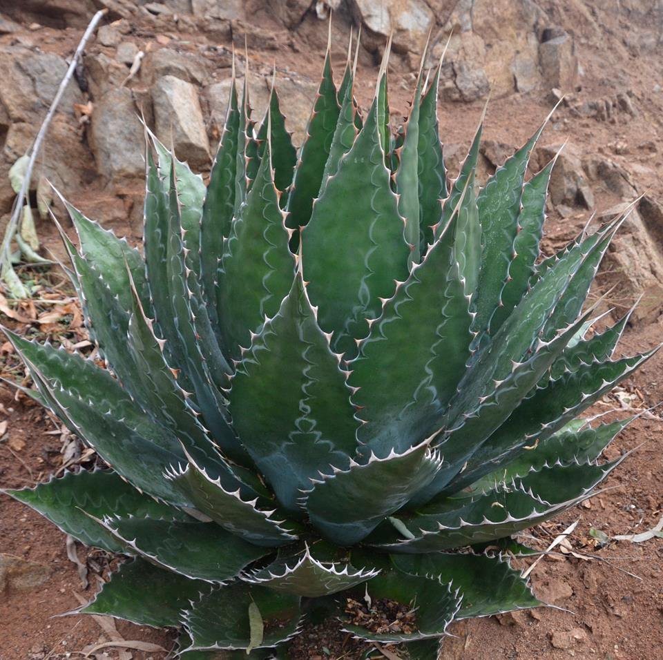 Mountain Agave